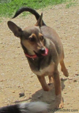 A brown with tan and white Sheltie Pin is running down a dirt surface and it is looking to the right. It is licking the side of its mouth. Its tail is up and its perk ears are slightly tilted outward.