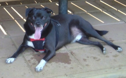 Side view - A black with white Sheltie Pug dog is laying across a concrete surface in front of a medal beam pole looking forward. Its mouth is open and tongue is hanging out. The dog is overweight.