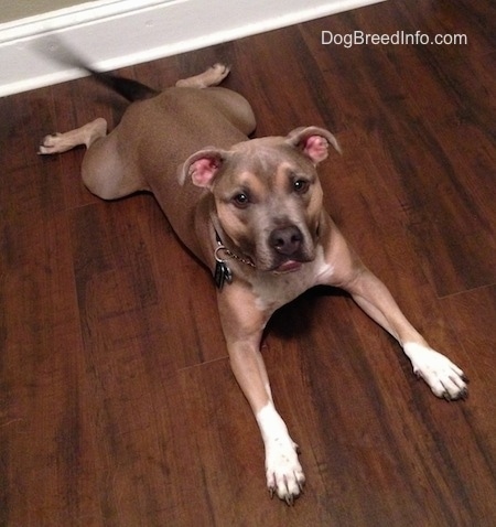 Top down view of a brown with black and white Shepherd Pit dog that is laying stretched out on a hardwood floor. Its tail is wagging and it is looking up.