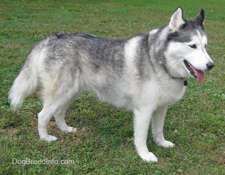 The right side of a grey and white Siberian Husky that is standing on grass, it is looking to the right, its mouth is open and its tongue is out. It looks like a wolf.