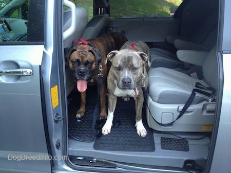 A brown brindle Boxer and a blue-nose Brindle Pit Bull Terrier are standing in the middle of a gray Sienna minivan vehicle looking out the open sliding door.