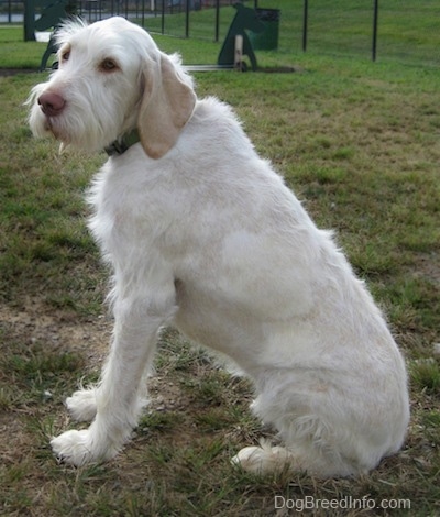 The left side of a white with tan Spinone Italiano that is sitting in grass, it is looking forward and to the left. It has long drop ears, a brown nose, brown eyes, longer hair on its face and back of its legs.