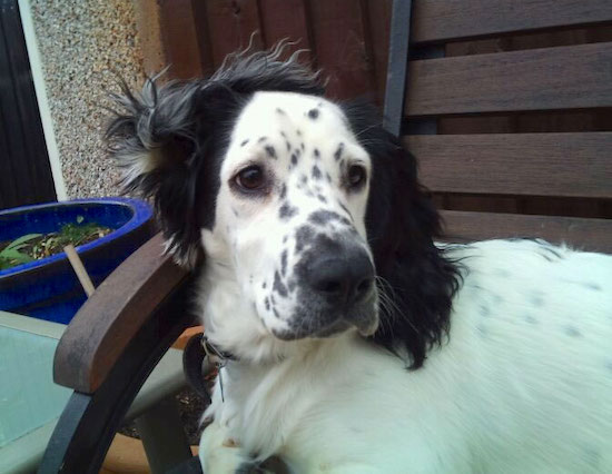 A white dog with black ears and black spots on his face laying outside on a lawn chair