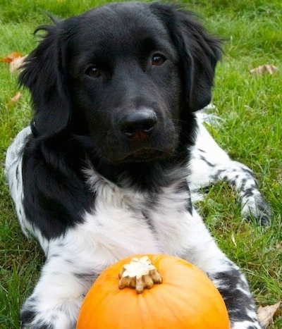 Front view A black and white Stabyhoun dog is laying on grass and in its front paw is an orange pumpkin. It is looking forward.