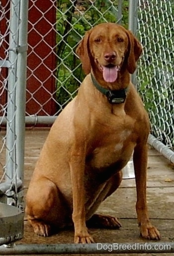 A red Vizsla is sitting on a hardwood porch, it is panting and it is looking forward. There is a chainlink fence around it. The dog has a wide chest that makes its head look small.