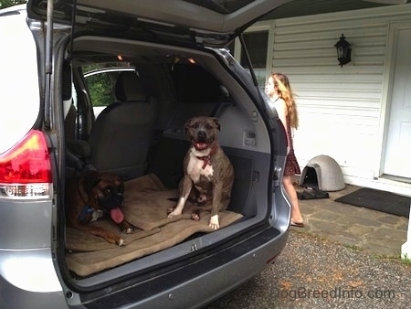 The left side of a blue-nose brindle Pit Bull Terrier is sitting and a brown with white brindle Boxer is laying in the back of a vehicle