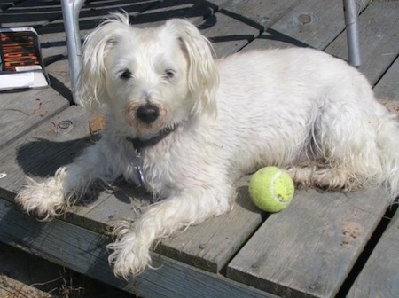 The left side of a wet white Wee-Chon dog that is laying across a wooden porch and there is a tennis ball next to it.