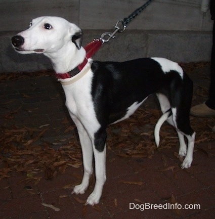 The left side of a black and white Whippet dog that is standing across a brick surface and it is looking up.