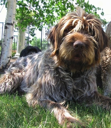 A medium-haired, wavy-coated, white with brown and black Wirehaired Pointing Griffon is laying across grass outside and it is looking forward. There are other Wirehaired Pointing Griffons behind it. The dog has a brown nose, yellow eyes and hair that hangs over its eyes.