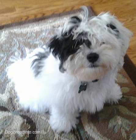 A white with black Zuchon puppy is sitting across a rug and it is looking up. It has a thick coat that is covering up its eyes and ears that hang down to the sides and a big black nose.
