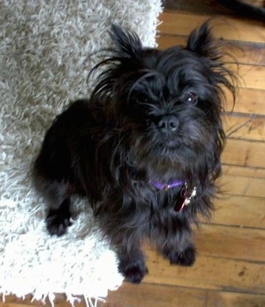 Topdown view of a black Affenhuahua with bone shaped dog tag is sitting on a beanbag.