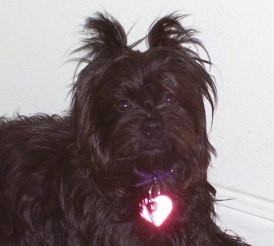 The right side of a black Affenpinscher that is wearing a heart dog tag and it is sitting against a white wall