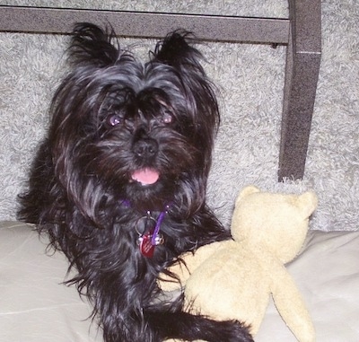 A black Affenpinscher is standing up against a couch with teddy bear