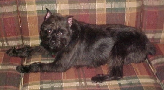 The left side of a black Affenpinscher that is laying across a couch