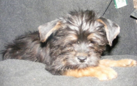 Close up - A black with brown Affenshire Puppy is sleeping on a couch. THe dog has small fold over ears