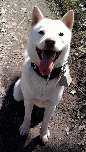 White Japanese Ainu sitting on a dirt path