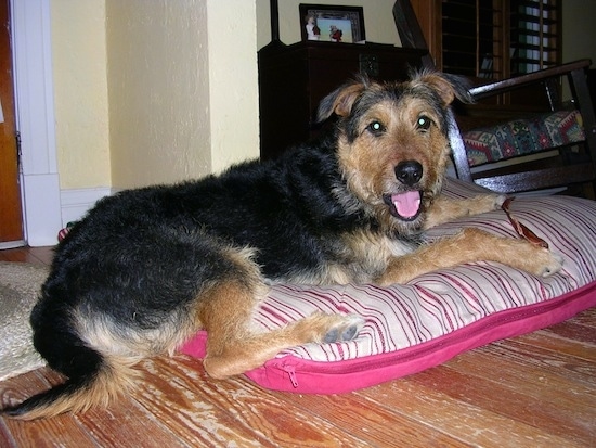 A wavy-coated, black with tan and white Airedale/German Shepherd mix breed dog is laying on a pink dog bed pillow. Its mouth is open and tongue is out. It looks like it is smiling.