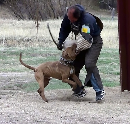 The right side of a brown with white American Bandogge Mastiff that is attacking a foam pad on a persons arm for Schutzhund training