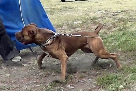 The left side of a tan with white American Bandogge Mastiff that is pulling hard on a leash towards a person