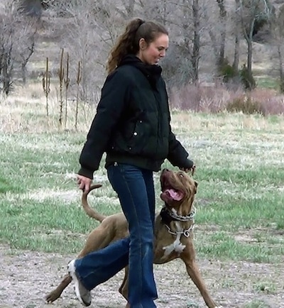 The front right side of a brown with white American Bandogge Mastiff that is walking across a dirt path with a lady