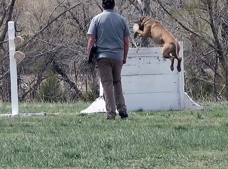 The back left side of a brown with white American Bandogge Mastiff jumping over a wall for Schutzhund training