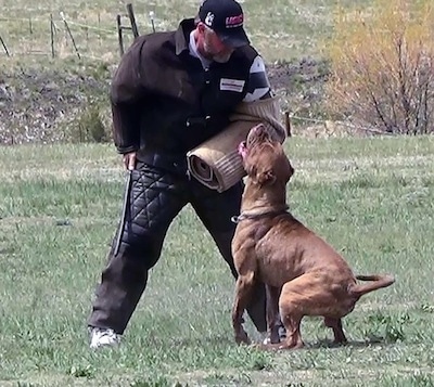 The back left side of a brown with white American Bandogge Mastiff that is biting a foam pad over a persons arm for Schutzhund training