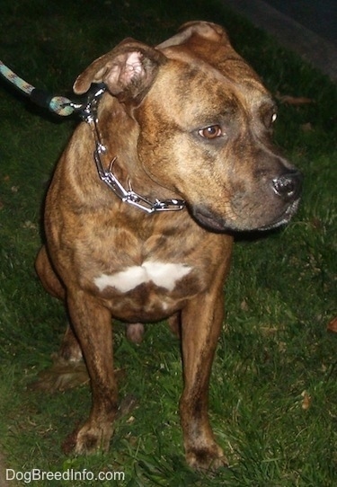 bulldog amstaff mix