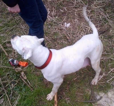 The left side of a white American Bulldog that is walking across grass, next to a person in jeans.