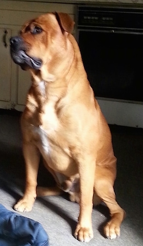 A red with white American Bullweiler is sitting in a kitchen and it is looking to the left.