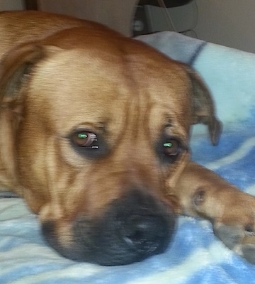 Close up - A red with white American Bullweiler is laying down on a blanket and it is looking forward.