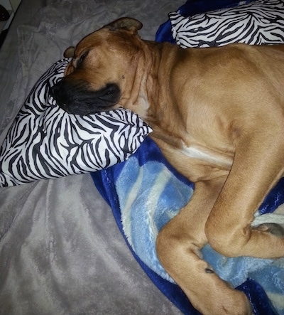 Close up - The front left side of a red with white American Bullweiler that is sleeping on a blanket with its head on a pillow.