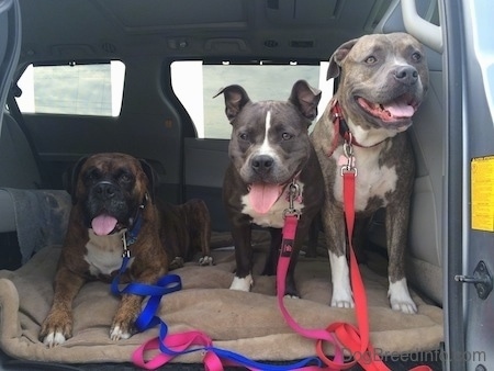 Three dogs are laying and standing on a dog bed in the middle area of a mini van. All of the dogs mouths are open and tongues are out.