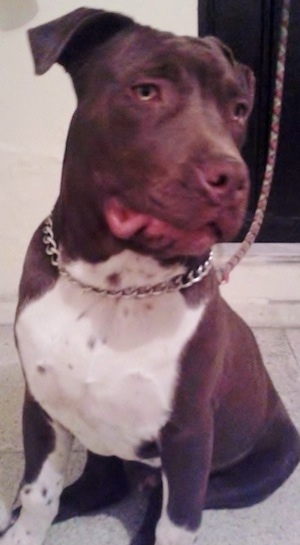 Close up - The front left side of a American Bully puppy that is sitting near a window and it is looking to the right.