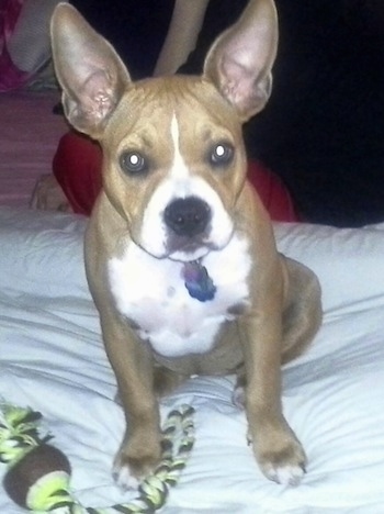 American French Bull Terrier sitting on bed with rope dog toy