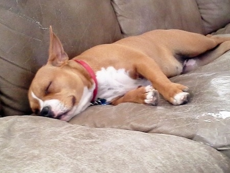 American French Bull Terrier sleeping on