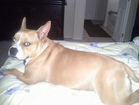 American French Bull Terrier laying on couch with mouth open