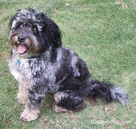 Left Profile - A happy-looking, wavy-coated, black, grey and white Aussiedoodle dog is sitting in grass and it is looking to the left of its body. Its mouth is open and tongue is slightly out.