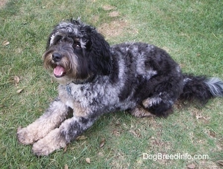 Topdown view of the front left side of a merle Aussiedoodle that is laying down on grass with its mouth open and its tongue out.