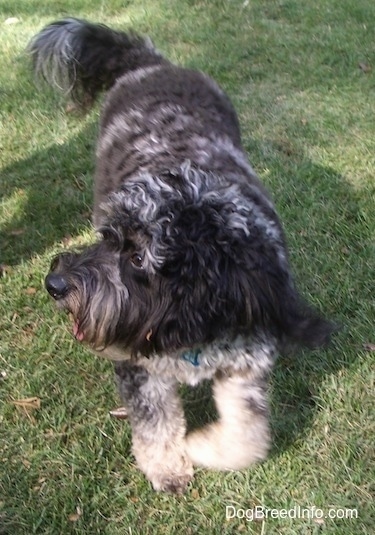 A merle Aussiedoodle is walking up a lawn and it is looking to the left