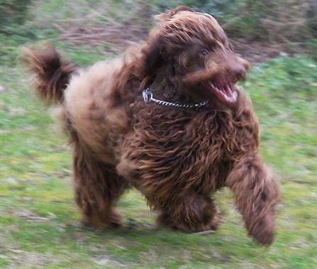 The right side of a milk chocolate Australian Cobberdog that is running across a yard.