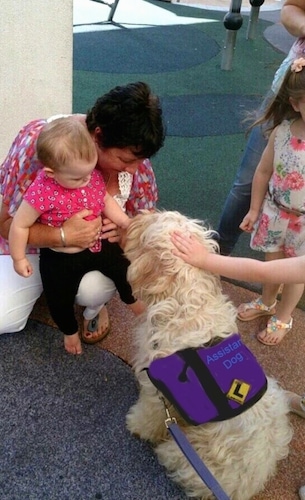 The back of a working Australian Cobberdog that is being pet by a baby and an adult.