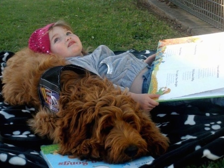 The front right side of an Australian Cobberdog that is laying down on a blanket with a little girl using it as a pillow as she reads a book.