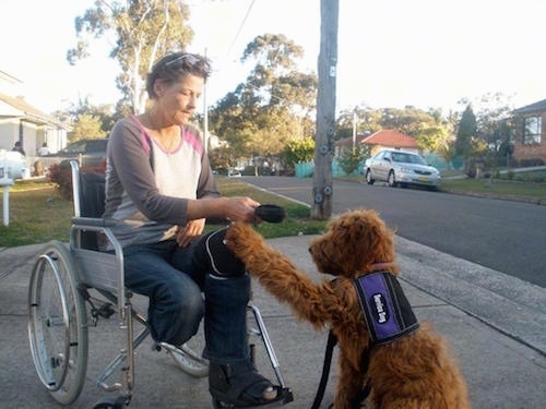 The back left side of a brown Australian Cobberdog that is assisting an amputee who is in a wheelchair.