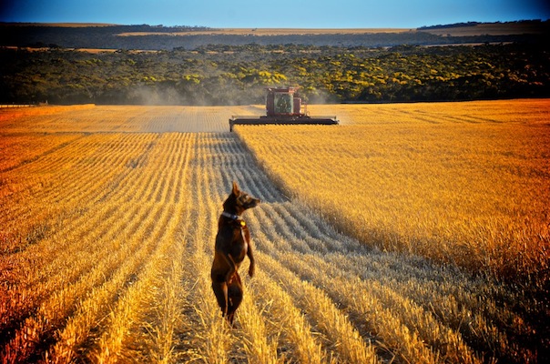 The front right side of an Australian Kelpie that is standing on its hind legs in a field which is being farmed.