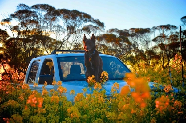 An Australian Kelpie is sitting on the roof of a pick-up truck in a field of flowers.