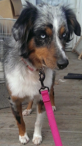 Close up - A blue-eyed Australian Shepherd is standing on a wooden porch and it is looking forward.