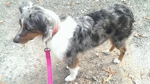 The left side of a merle Australian Shepherd that is standing on a gravely surface and it is looking to the left.