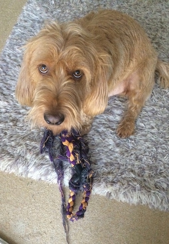 Bernie the tan Basset Fauve de Bretagne is sitting on a grey throw rug. There is a purple and yellow rope toy under him and he is looking up.