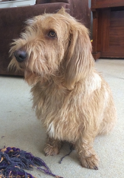 A tan with white Basset Fauve de Bretagne is sitting on a carpet, behind a rope toy.