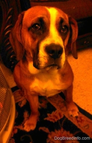 Close up - A brown with white and black Beabull is sitting on a rug and it is looking forward.